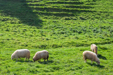 Four sheep are calmly grazing on a vibrant green pasture, bathed in sunlight. A serene rural landscape showcasing pastoral beauty and tranquil nature, perfect for depictions of countryside settings an