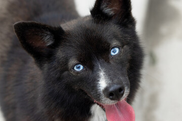 Blue eyed black husky mix close up macro portrait