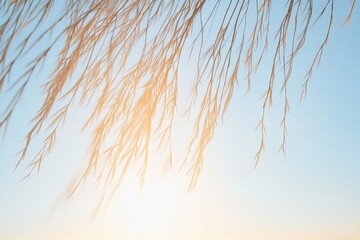 Obraz premium Serene nature in motion: willow tree branches swaying at sunrise or sunset