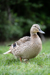 Close-Up of a Duck Walking on Beautifully Trimmed Green Grass