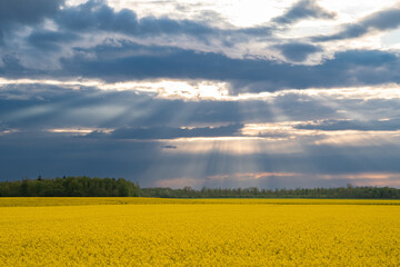 Obraz premium Rapeseed Field with Forest in the Background and Sun Rays Breaking Through Clouds