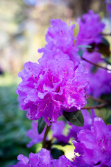Close-Up of a Light Pink Rhododendron Flower