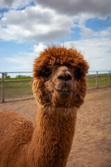 Portrait of a Brown Alpaca with Dark Eyes and a Beautiful Sky in the Background