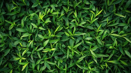 Fototapeta premium Green Leaf Texture