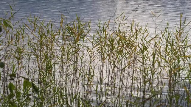 Detailed footage of Phragmites australis, a globally widespread wetland plant, seen growing along the water&rsquo;s edge in a serene landscape.