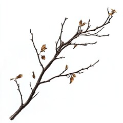 Dried brown branch with scattered, light gold leaves