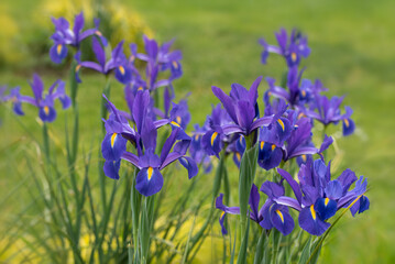 Sweeping View of Blue Irises in Bloom: A picturesque shot of many blue Dutch irises flowering together, presenting a beautiful and colorful floral display.