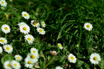 Fototapeta premium Bee on Daisies in a Green Meadow