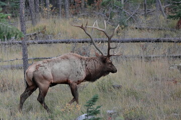 Fototapeta premium Male -bull- elk or wapiti -Cervus canadensis- roaming alongside the ditch of the Pyramid Lake Road, on the Jasper town outskirts. Alberta-Canada-246