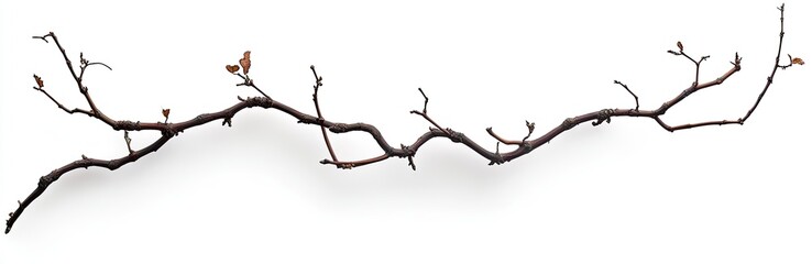 Bare Winter Branch