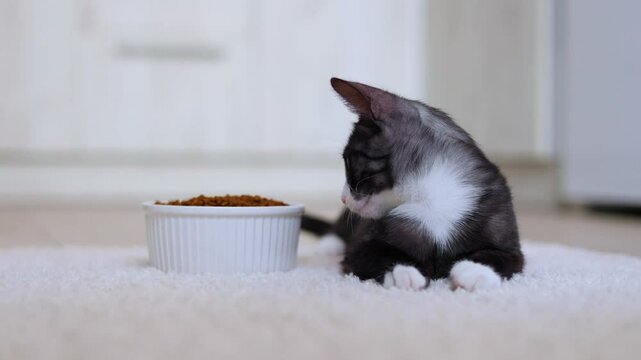 A charming cat is happily eating from a bowl filled with kibble while sitting on the kitchen floor