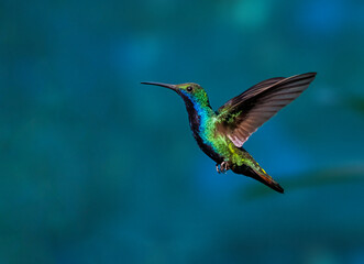 Picaflor vientre negro © Sergio