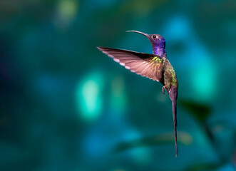 Picaflor tijereta © Sergio