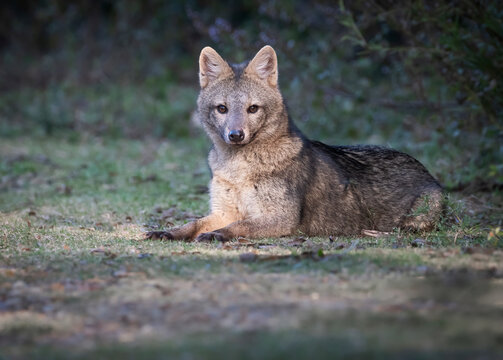 Zorro de monte
