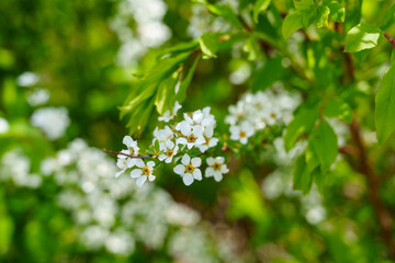 Spirea in Full Spring Bloom