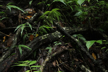 troical rain forest floor with roots and driftwood
