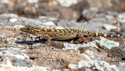 Naklejka premium Camouflaged Reptile: A lizard blends perfectly into its rocky surroundings, showcasing its camouflage capabilities and natural adaptability.