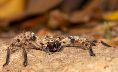 Araña Lobos