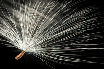 Semilla voladora, diente de león © Sergio