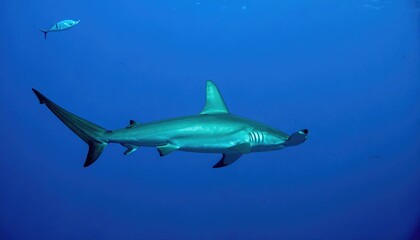Fototapeta premium Oceanic Predator's Gaze: The majestic hammerhead shark, a symbol of marine wilderness, glides effortlessly through the cool, deep azure water. A smaller fish swims in the distance.