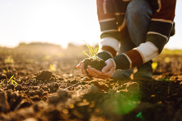 A female agronomist holds a young green plant in her hands in an agricultural field. Hands of a...