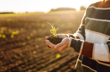 A female agronomist holds a young green plant in her hands in an agricultural field. Hands of a...