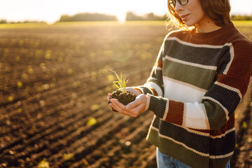 A female agronomist holds a young green plant in her hands in an agricultural field. Hands of a...