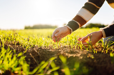 Close-up of a young female farmer's hands touching green sprouts in an agricultural field. Young...