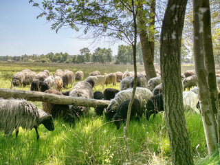 Heidschnucke und Ziege III