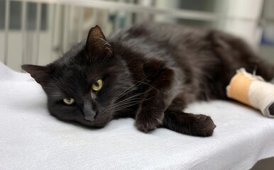 Photo of an injured black cat with a bandage on its leg, lying on an animal hospital bed.