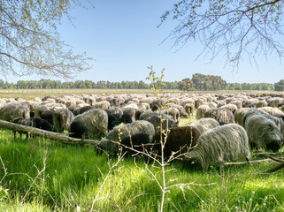 Heidschnucke und Ziege