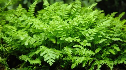 Lush green fern leaves closeup nature photography botanical texture