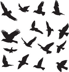 Obraz premium Silhouetted Birds in Flight: Black Vector Illustration on White
