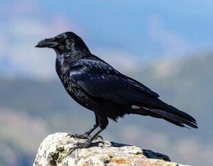 Fototapeta premium Majestic Raven Perched: A striking image of a raven perched elegantly atop a rock, its sleek black feathers glistening in the sunlight, against a serene backdrop of a clear blue sky.