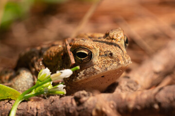 toad on the ground