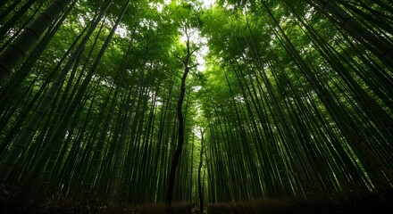 Dense Bamboo Forest Looking Up