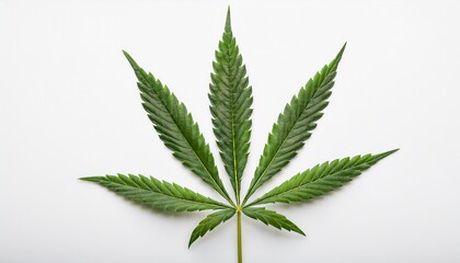 canabis leaf on white background
