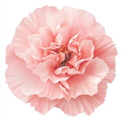Clip Art of a Carnation in Soft Pink with Ruffled Petals and Delicate Texture