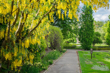 Naklejka premium Yellow wisteria trees blooming in Poznan University botanical garden in spring