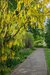 Obraz premium Yellow wisteria trees blooming in Poznan University botanical garden in spring