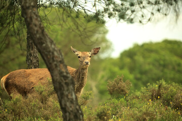 A Glance from the Forest