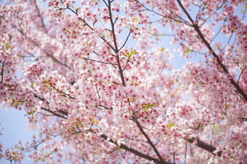 ピンク色が綺麗な満開の桜の木。春の柔らかいイメージ写真