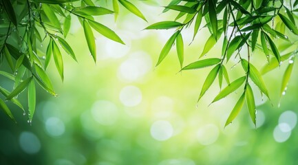 Lush green bamboo leaves with bokeh background