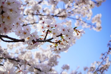 青空の下に満開に咲くピンク色の綺麗な桜の花。4月上旬の千葉県の桜。