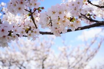 Obraz premium 青空の下に咲くピンク色の綺麗な桜の花。4月上旬の千葉県の桜。