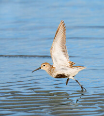 dunlin (Calidris alpina) taking off from the ocean coast during spring migration, Galveston, Texas, USA.