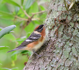 Bay-breasted warbler (Setophaga castanea) male during spring migration, Galveston, Texas, USA.