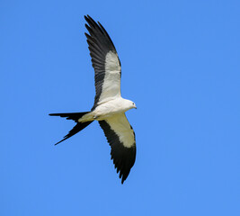 Obraz premium Swallow-tailed kite (Elanoides forficatus) soaring in blue sky, Houston area, Harris county, Texas, USA.