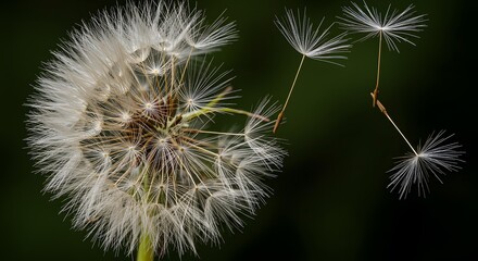 Fototapeta premium A detailed shot captures the delicate structure of a seed head, with its intricate seed dispersal mechanism highlighted against the dark backdrop.