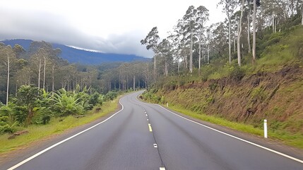 Fototapeta premium Winding Road Through Lush Green Forest Landscape